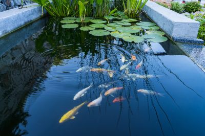 Koi Pond Landscaping