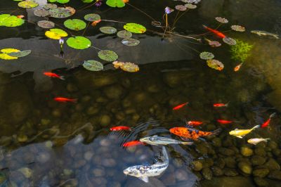 Nighttime Koi Pond Illumination